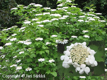 Viburnum opulus